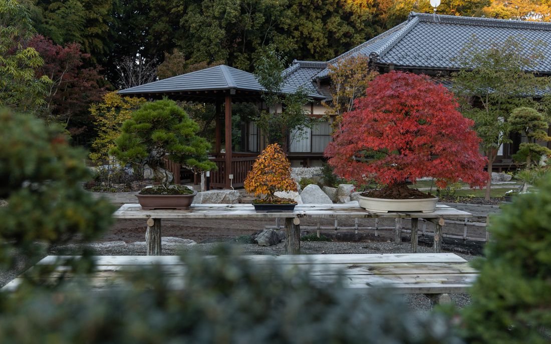 L'arbre confié, The Bonsai Club