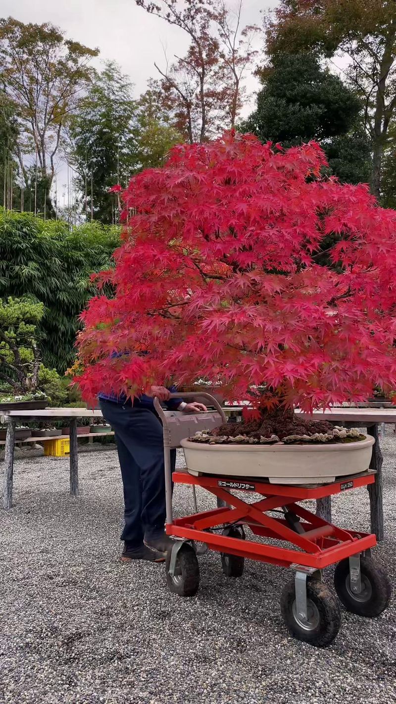 L'atelier qui veille, The Bonsai Club
